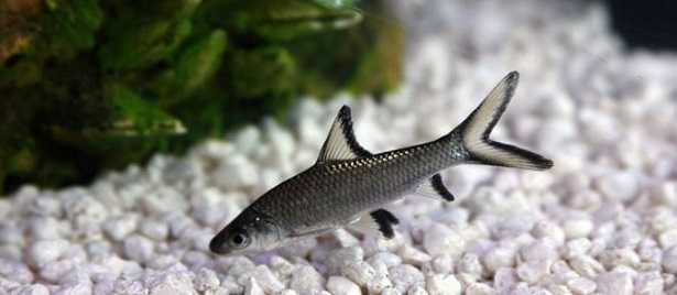 Squaletto d'acqua dolce