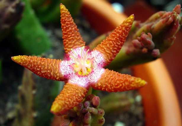 stapelia coltivazione