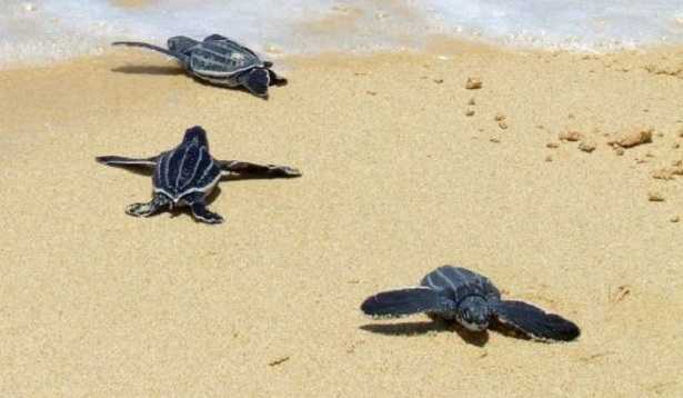 Tartaruga liuto: immagini