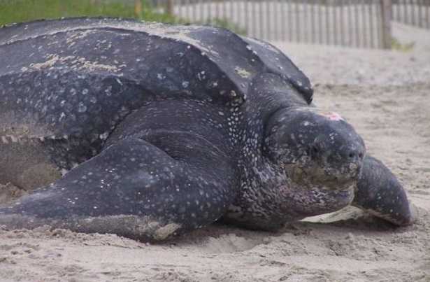 Tartaruga liuto: immagini