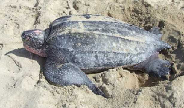 Tartaruga liuto: estinzione