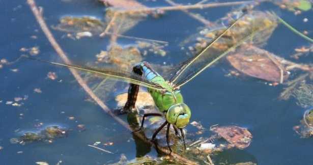 Tensione superficiale