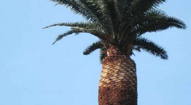 Tronco di palma: come tagliarlo Tronco di palma: come tagliarlo