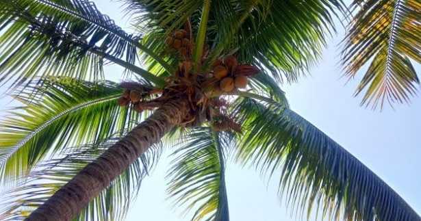 Tronco di palma: caratteristiche Tronco di palma: caratteristiche