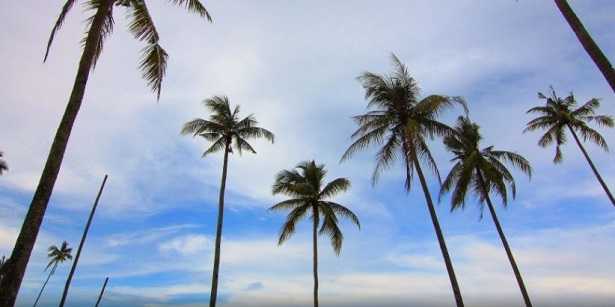 Tronco di palma peloso Tronco di palma peloso