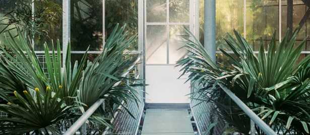 Varietà di palme in Italia