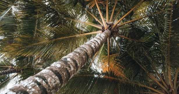 Varietà di palme: foto