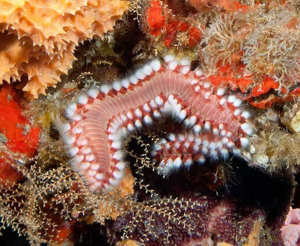 vermocane pericoloso acquario marino