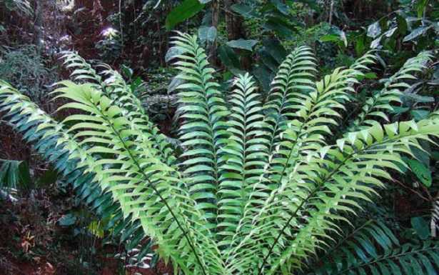 Zamia Furfuracea