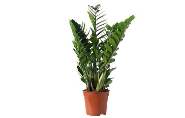Zamia: prezzo  