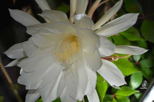 Epiphyllum oxypetalum