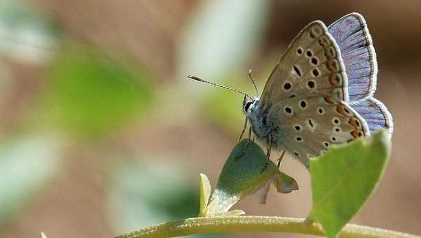 Farfalla più rara d'Italia