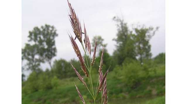 Forasacco e cani: cosa fare Forasacco e cani: cosa fare