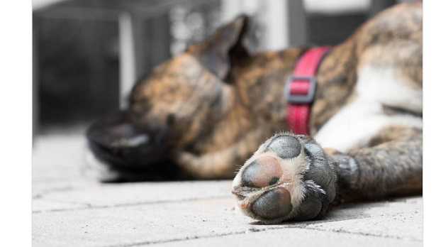 Forasacco e cani: zampa Forasacco e cani: zampa