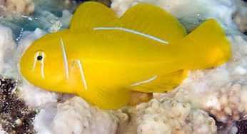 Altri Animali Pagina 29 Idee Green