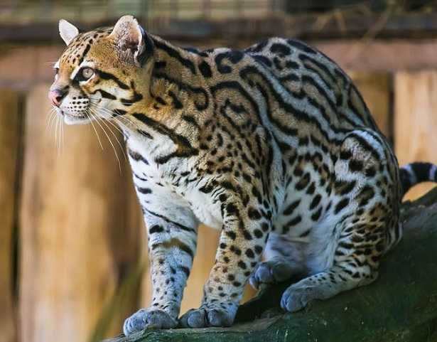 Ocelot: pelliccia Ocelot: pelliccia