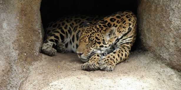 Ocelot: caratteristiche Ocelot: caratteristiche
