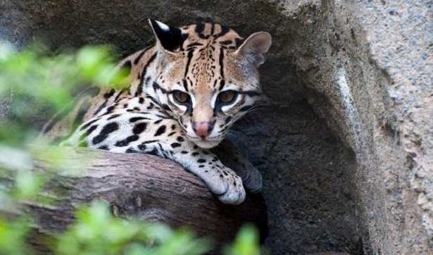 Ocelot: allevamento Ocelot: allevamento