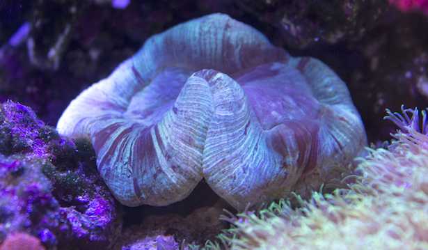 Test calcio acquario marino