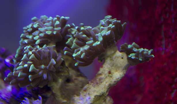 Test magnesio acquario marino