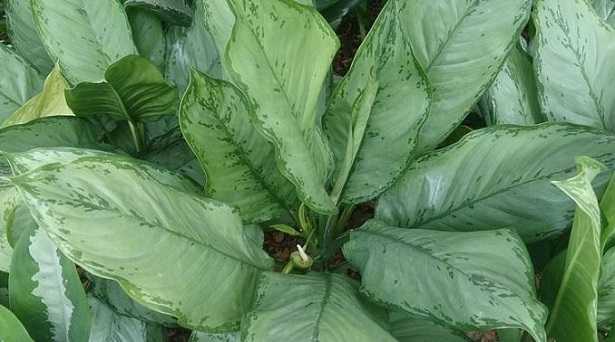 Aglaonema online