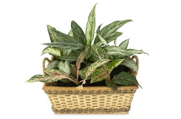 Aglaonema: pianta del buio