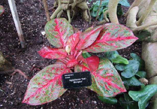 Aglaonema Oblongifolium 