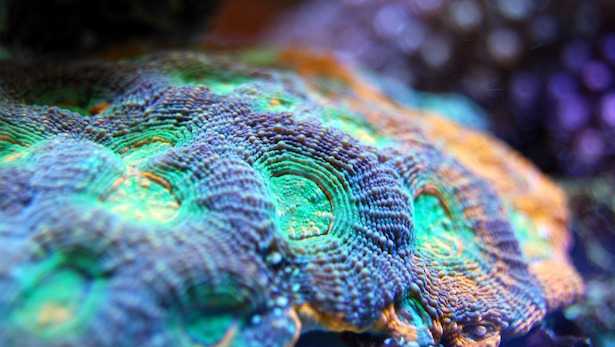 discosoma acquario marino