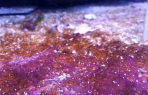 Cianobatteri in acquario marino