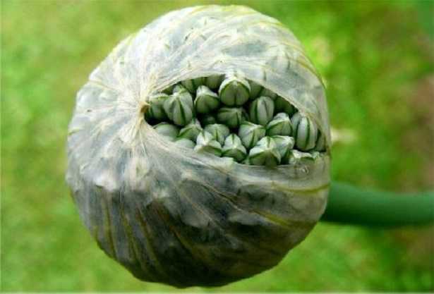 Microspore e megaspore