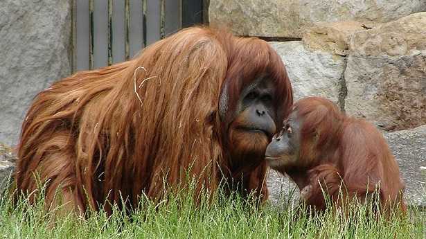 Oranghi del Borneo: caratteristiche 