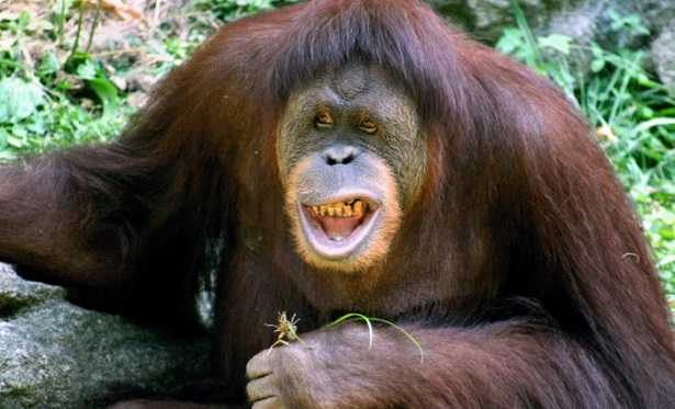 Oranghi del Borneo in 3D 