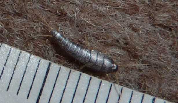 Pesciolini d’argento: trappole 