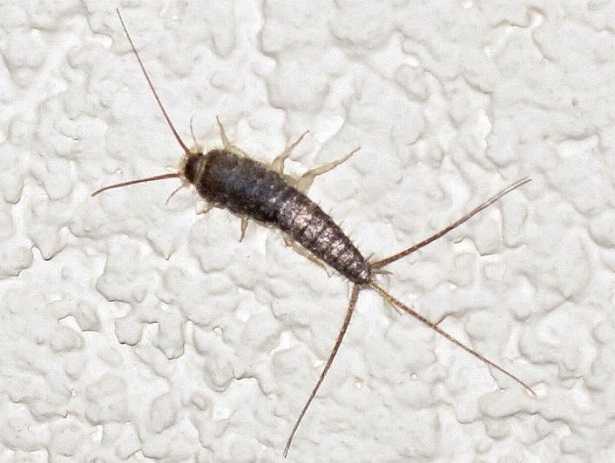 Pesciolini d’argento