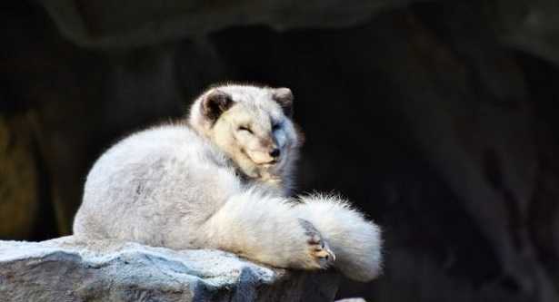 Volpe artica: immagini Volpe artica: immagini