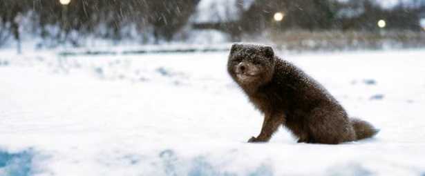 Volpe artica: immagini Volpe artica: immagini