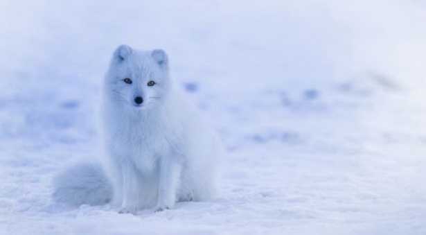 Volpe artica Volpe artica