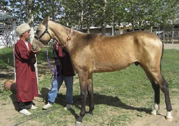 Cavallo dorato Sauro 