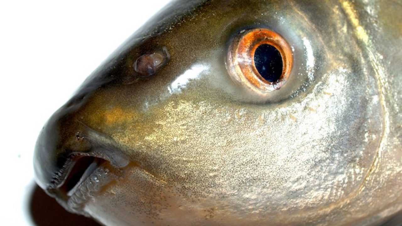 Negozio di Sushi Giapponese Pesce Gatto Cucina 15 cm Anguilla Spike Homr Acciaio Inossidabile A Forma di T Pesce Anguilla Chiodo Ikejime Pesce Strumento per Carpa 