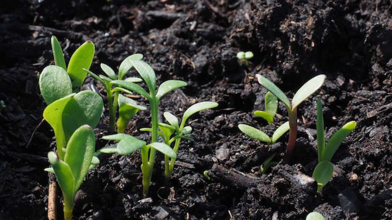 Cosa Coltivare Ad Agosto Idee Green