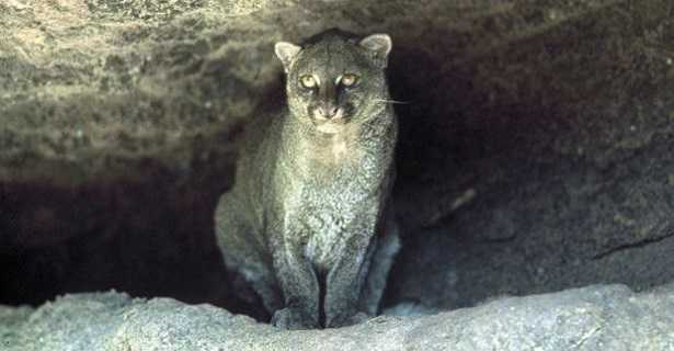 Puma Yaguarondi felino Puma Yaguarondi felino