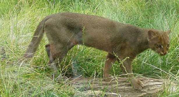 Puma Yaguarondi: caratteristiche Puma Yaguarondi: caratteristiche