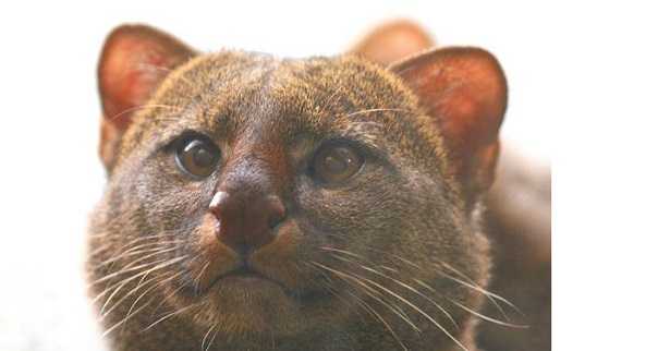 Puma Yaguarondi Puma Yaguarondi