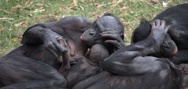 Scimmia Bonobo Scimmia Bonobo