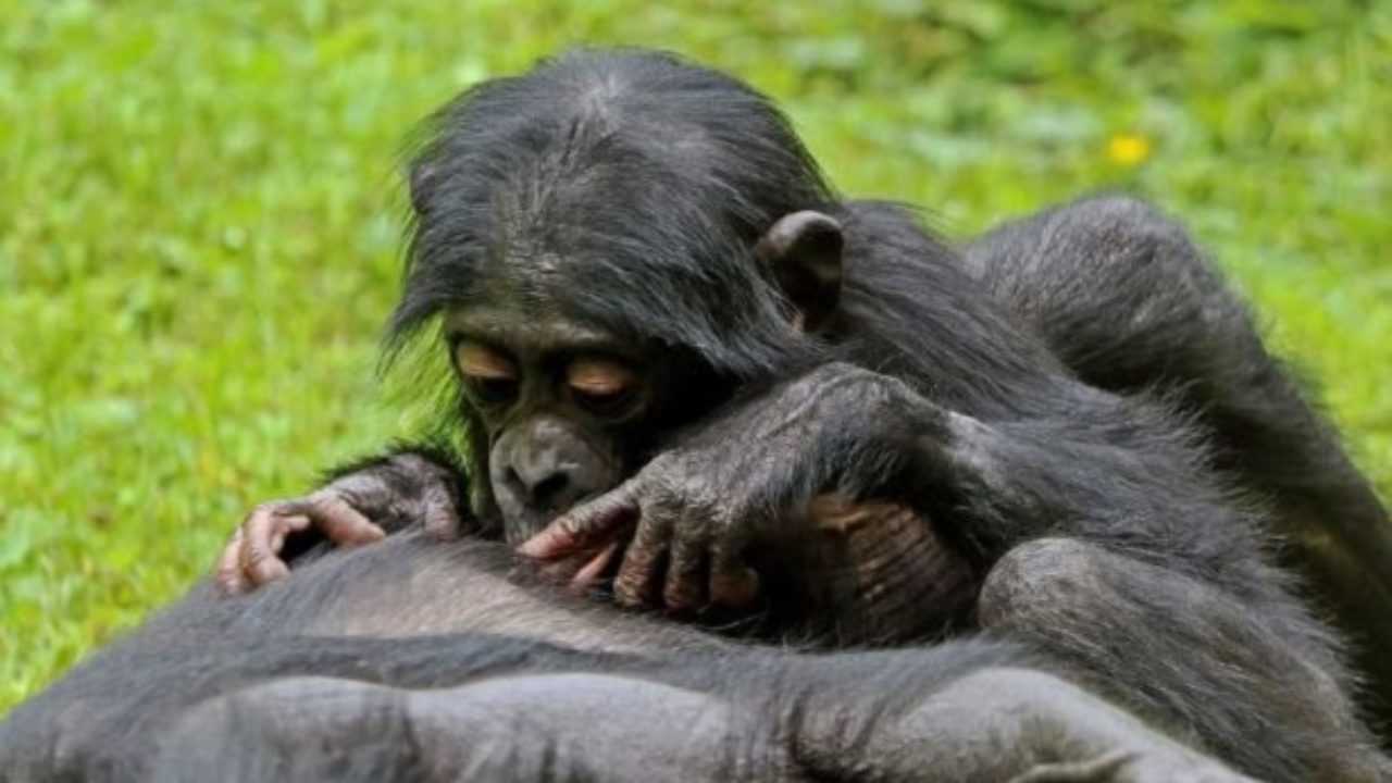 Scimmia Bonobo Idee Green