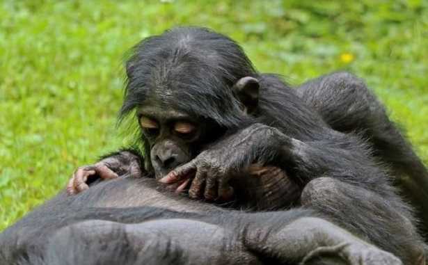 Scimmia Bonobo: riproduzione Scimmia Bonobo: riproduzione