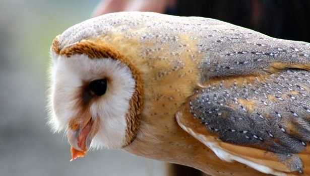 Barbagianni Tyto alba guttata