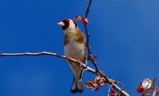 Bracconaggio: cardellini Bracconaggio: cardellini