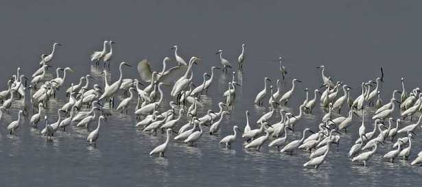 Bracconaggio e anti bracconaggio