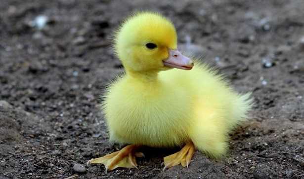 Brutto anatroccolo e Walt Disney